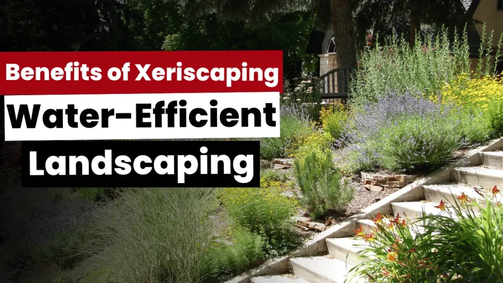 The Benefits of Xeriscaping: Water-Efficient Landscaping